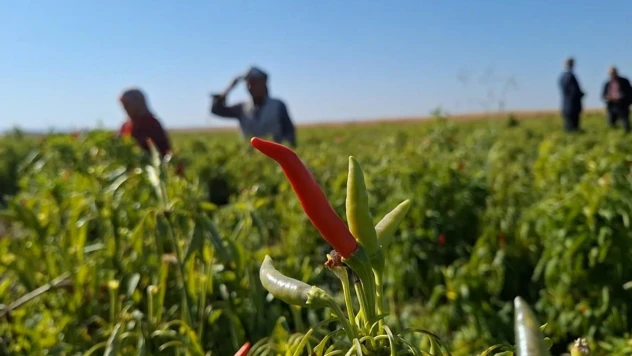 Şanlıurfa'da ilk kez ekilen ürün çiftçinin yüzünü güldürdü