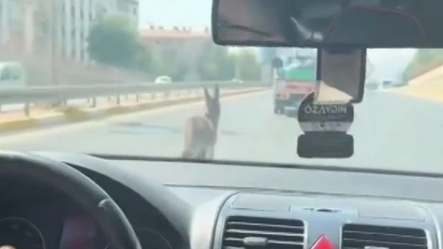 Şanlıurfa'da inatçı eşek trafiği birbirine kattı