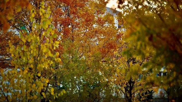 Sararan yapraklar toprakla buluştu