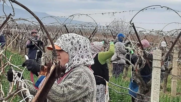 Sarıgöl Ovası binlerce kişinin ekmek kapısı oldu