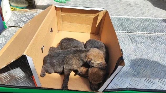 Sarıkamış'ta bulunan kurt yavruları emin ellerde