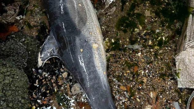 Sarıyer'de ölü yunus sahile vurdu