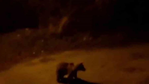 Şehir merkezine inen ayı ve yaban tavşanı kamerada