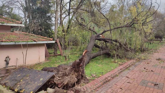 Şiddetli fırtına ağaçları kökünden söktü