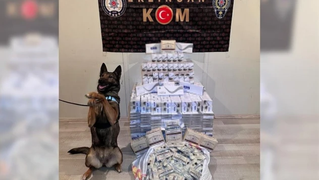 Sigara kaçakçısı hassas burun 'Hera'yı geçemedi