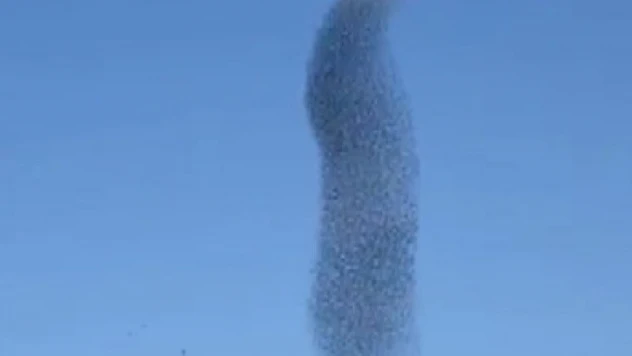 Sığırcık kuşlarının gökyüzündeki dansı hayran bıraktı