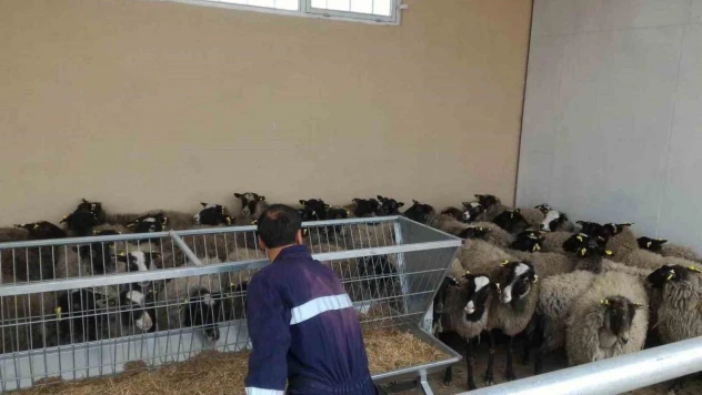 Siirt'te hayvancılığa katkı için Romanov ırkı koyun yetiştiriliyor