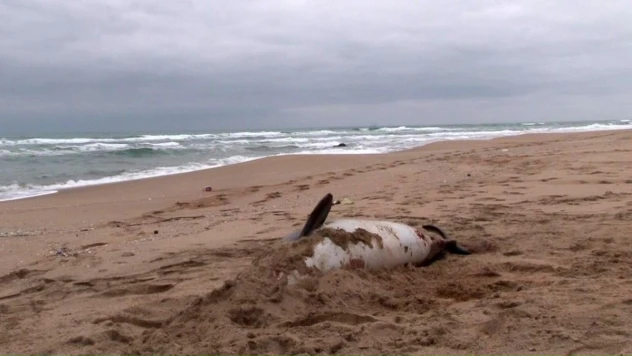 Şile'de ölü yunus sahile vurdu