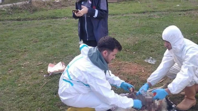 Sinop'ta ani koyun ölümleri: 1 haftada 18 koyunu telef oldu