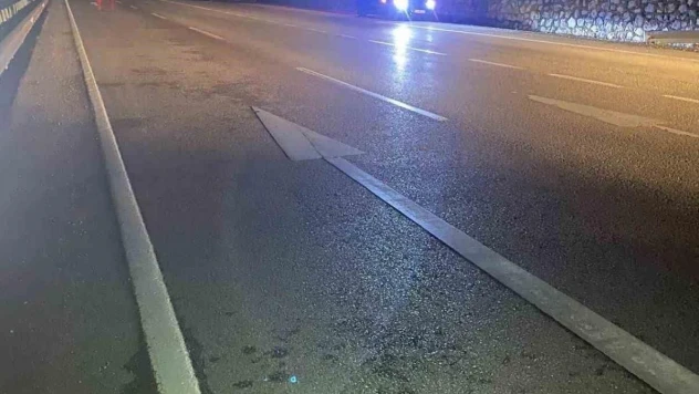 Sinop'ta aracın çarptığı ayı telef oldu