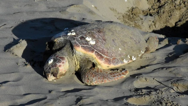 Sinop'ta nesli tükenmekte olan caretta caretta ölü halde bulundu