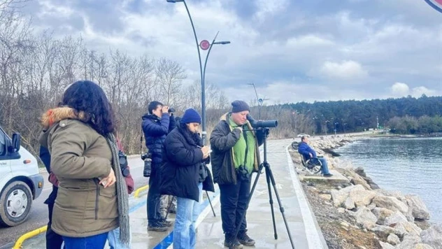 Sinop'ta su kuşu sayımı