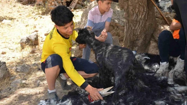 Şırnak'ta sıcak havalardan etkilenen oğlaklar kırkılıyor