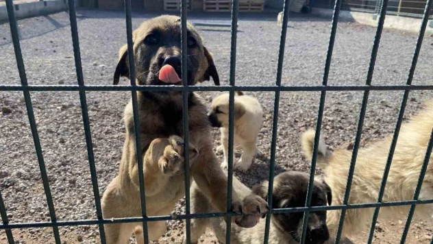 Sokak hayvanlarının yeni yuvası: 'Pet-i Bor'