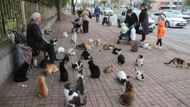 Sokak kedilerinin 'Kedici babası'