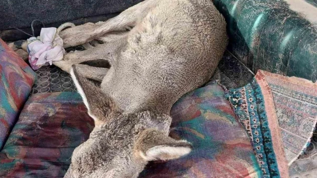 Sokak köpekleri tarafından saldırıya uğrayan karaca tedavi altında