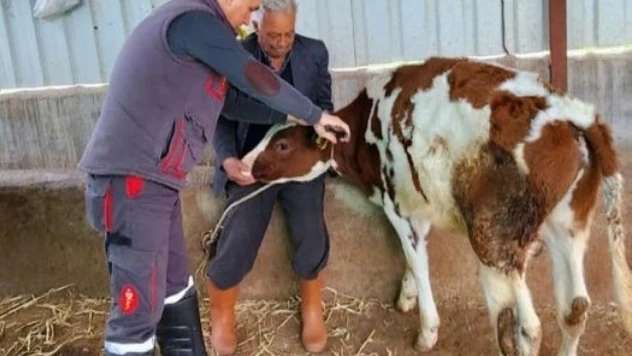 Söke'de şap hastalığı için aşılama çalışmaları devam ediyor