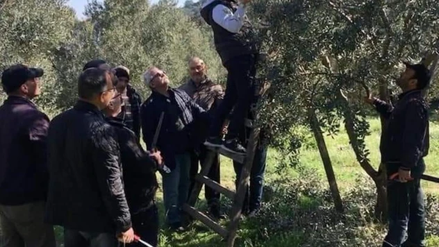 Söke İlçe Tarım ve Orman Müdürlüğü'nden zeytin üreticilerine 'budama' uyarısı
