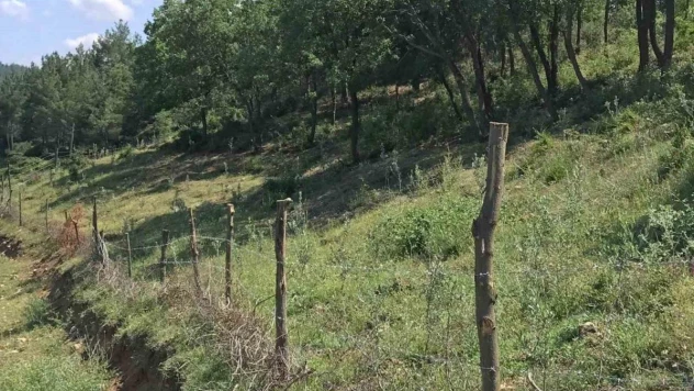 Susuz ve engebeli araziler zeytin bahçelerine dönüşüyor