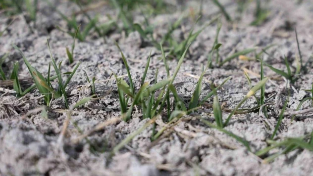 Tahıl ambarı Konya Ovası'nda yağışlar rekolte umutlarını artırdı