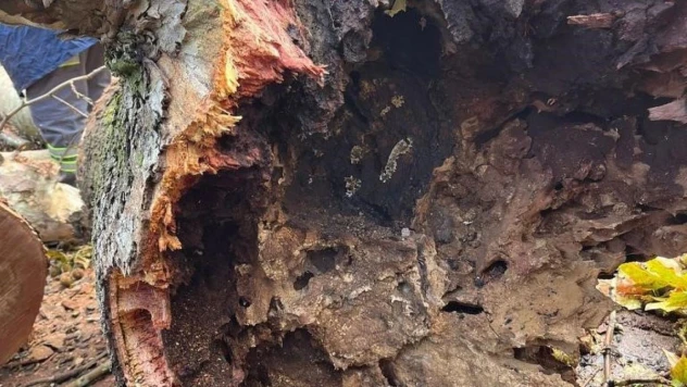 Tartışmalara sebep olan ölümcül Çınar kanseri İstanbul'dan sonra Denizli'de tespit edildi