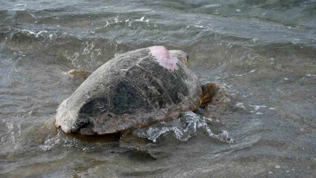 Tedavileri tamamlanan 3 caretta caretta Kuşadası'nda denizle buluştu