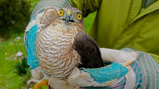 Tedavisi yapılan Atmaca doğaya salındı