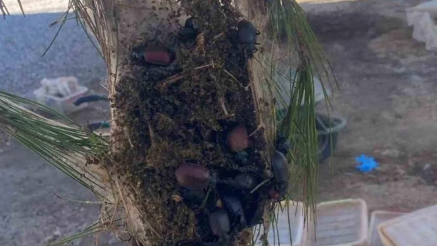 Terminatör böcek üretimine başlandı