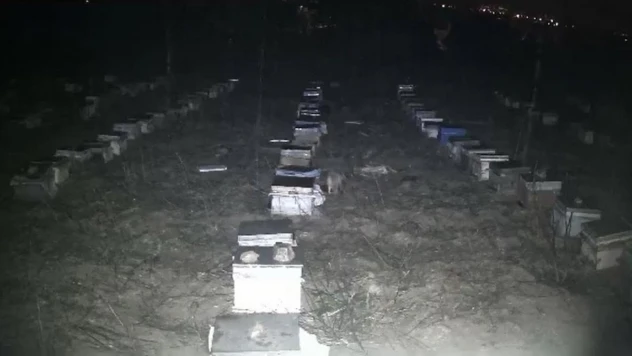 Tokat'ta çakallar bal peteklerine dadandı