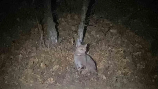 Tokat'ta nesli tükenme tehlikesi altında olan yaban kedisi görüntülendi