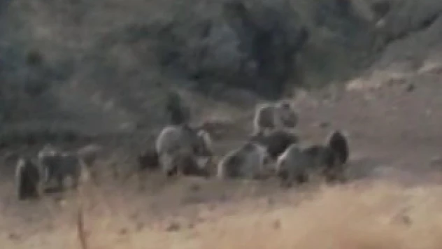 Tunceli'de bozayılar grup halinde görüntülendi