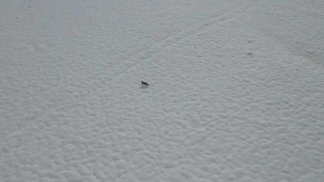 Tunceli'de karda yiyecek arayan tilki dron kamerasında