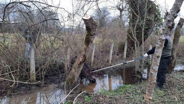 Tuzağa yakalanan domuz kurtarıldı