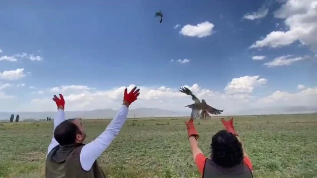 Üç kerkenez yavrusu doğaya salındı