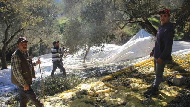 Üreticiler bu yıl zeytin değil altın topluyor