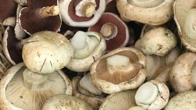 Uzmanlar uyarıyor toplandığınız her mantarı yemeyin