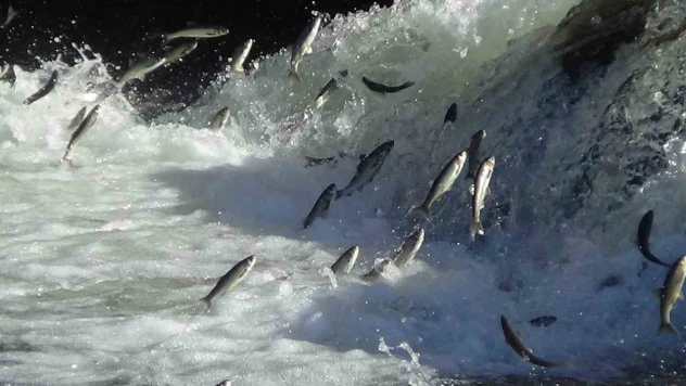 Van'da 3 aylık süreçte kaçak avlanan 78 ton inci kefaline el konuldu