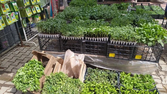 Van'da fide ve tohum satışları başladı