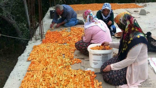 Van'da kayısı kurutma dönemi