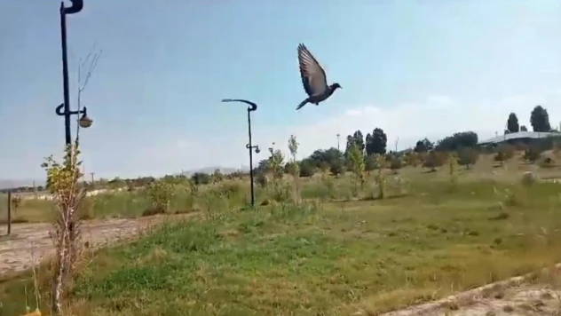 Van'da tedavisi tamamlanan kuşlar doğaya salındı