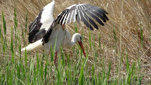 Van'da yanan sazlıklar yeniden yeşeriyor
