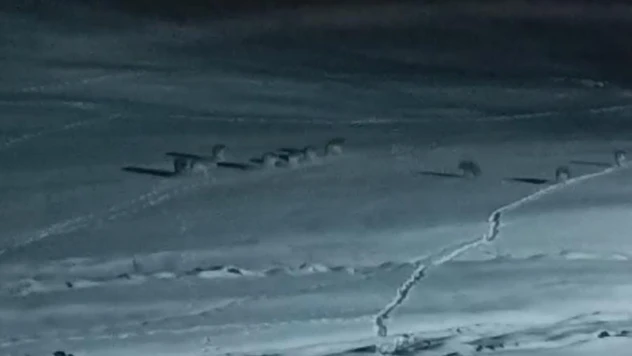 Van'da yiyecek arayan kurt sürüsü görüntülendi