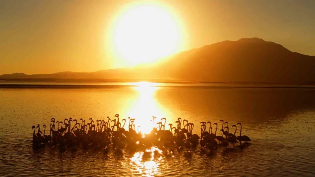 Van Gölü'nde gün batımıyla flamingoların güzelliği