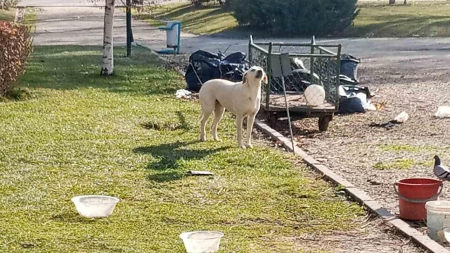 Vatandaşlar başıboş sokak köpekleri yüzünden parka girmeye korkuyor