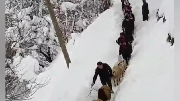 Vatandaşlar sürü ile birlikte kuzuları kucaklarında taşıdılar