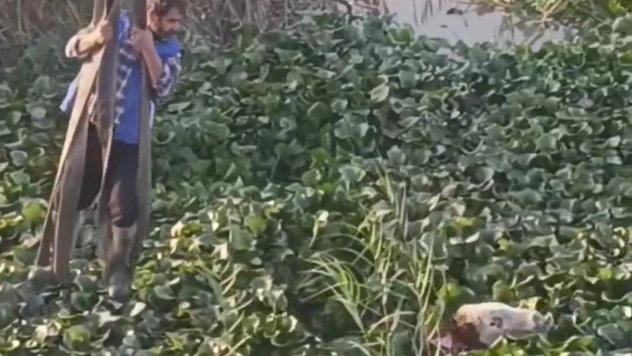 Vincin kancasına taktığı halatla nehre düşen tosunu kurtarmaya çalıştı, o anlar kamerada