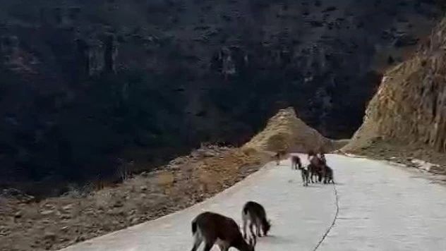 Yaban keçileri Gümüşhane'yi mesken tuttu