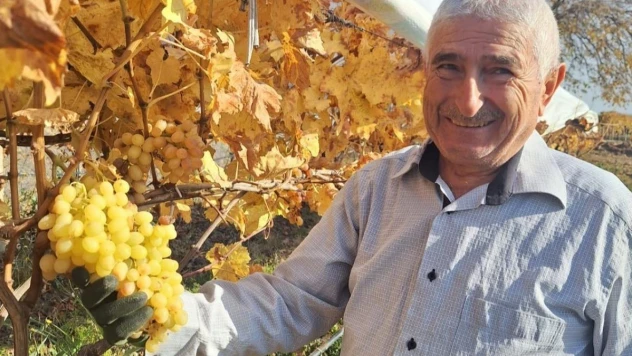 Yaz meyvesi üzümü yılbaşı akşamında tüketecek