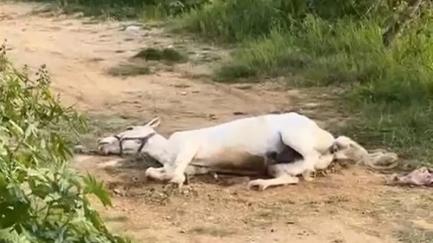 Yerde yatan atın görüntüsü korkuttu