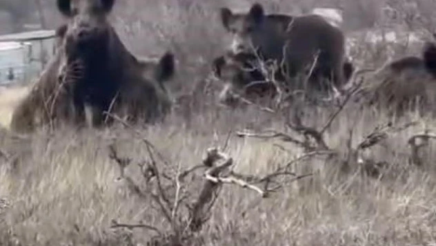 Yerleşim yerlerini mesken tuttular: Vatandaşlar tedirgin